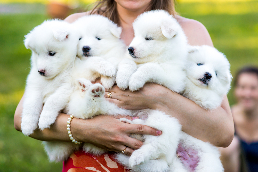 Woman holding puppies