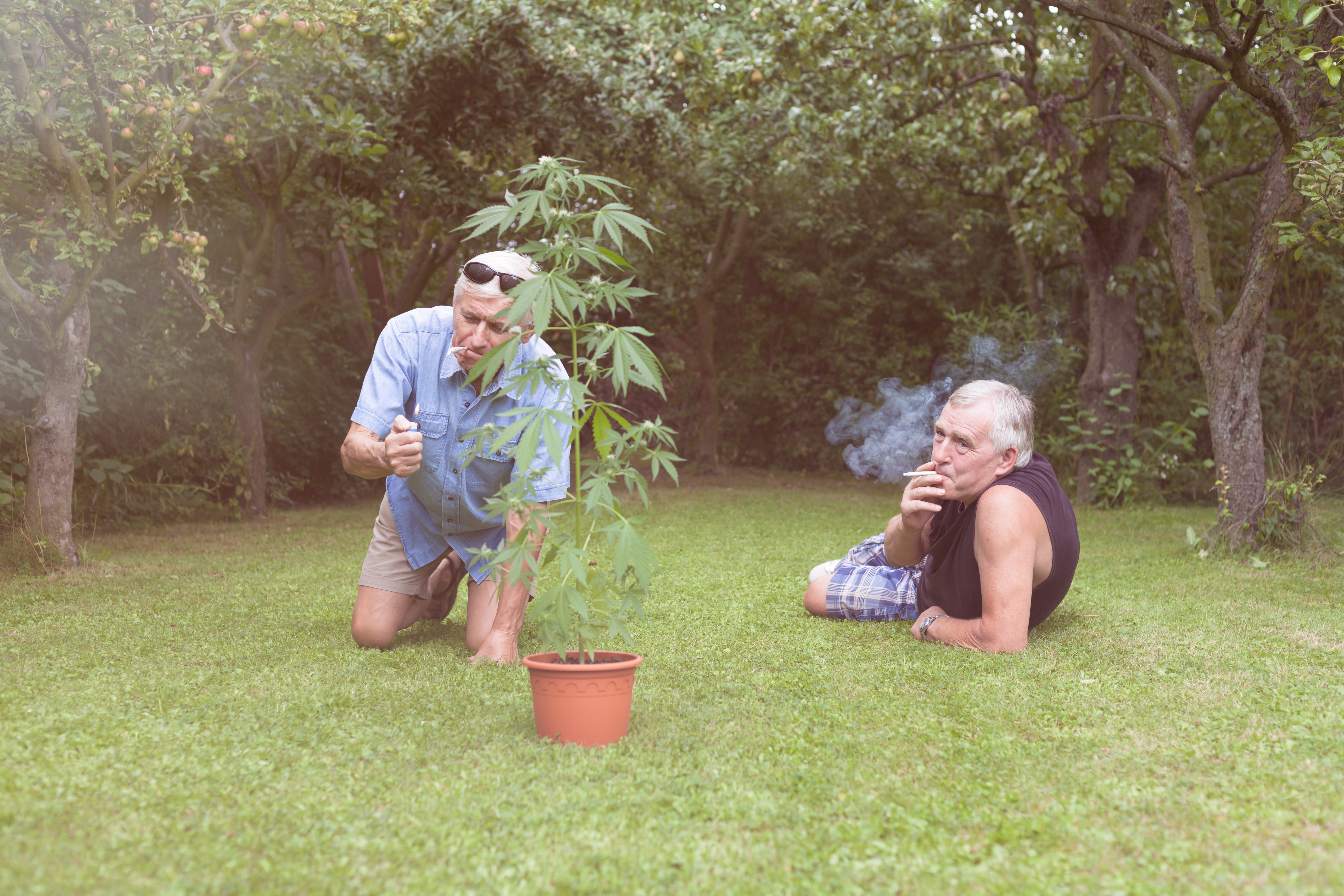 Two seniors sitting around cannabis plant smoking on grass