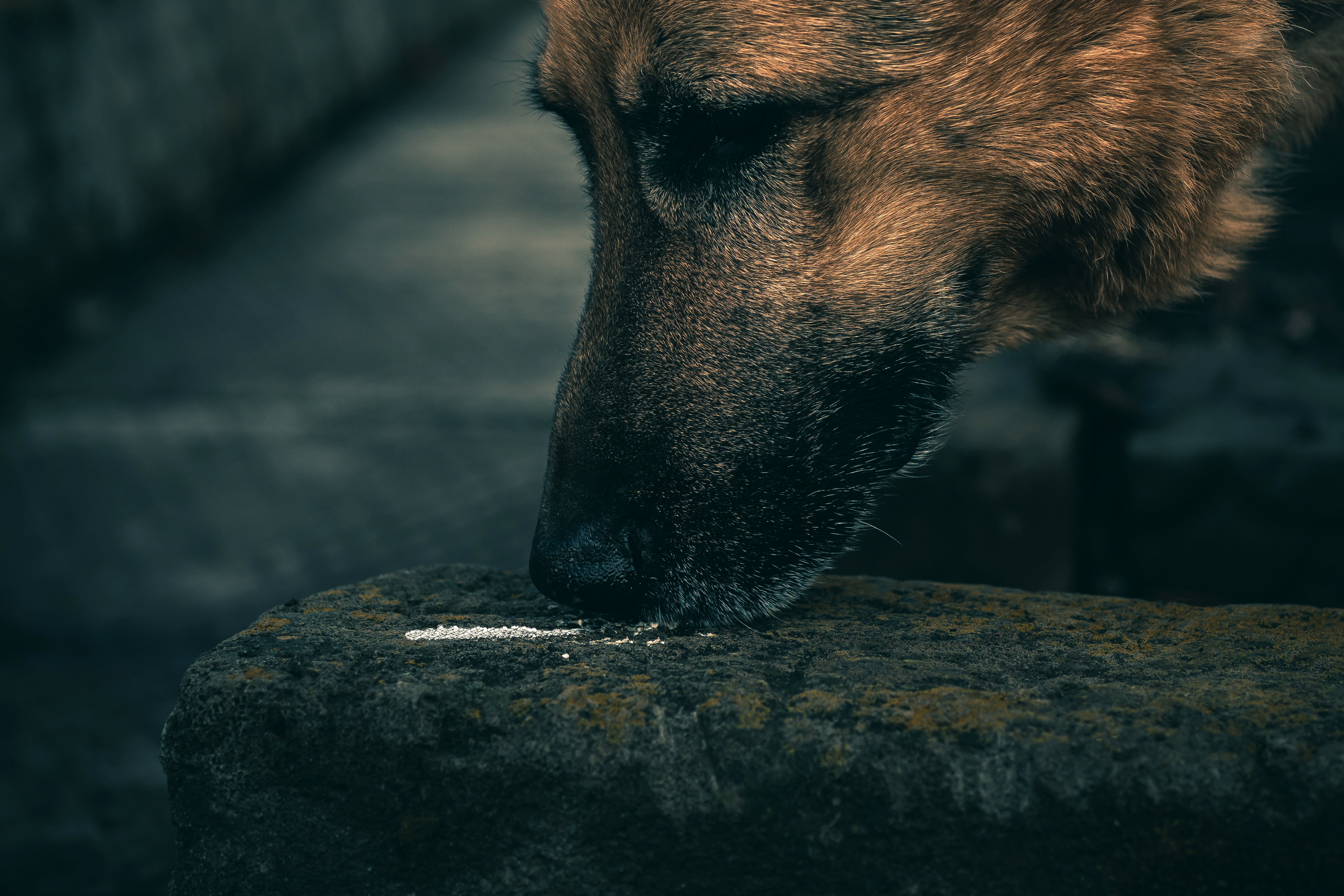 German Shephard drug sniffer dog indicating drugs to search