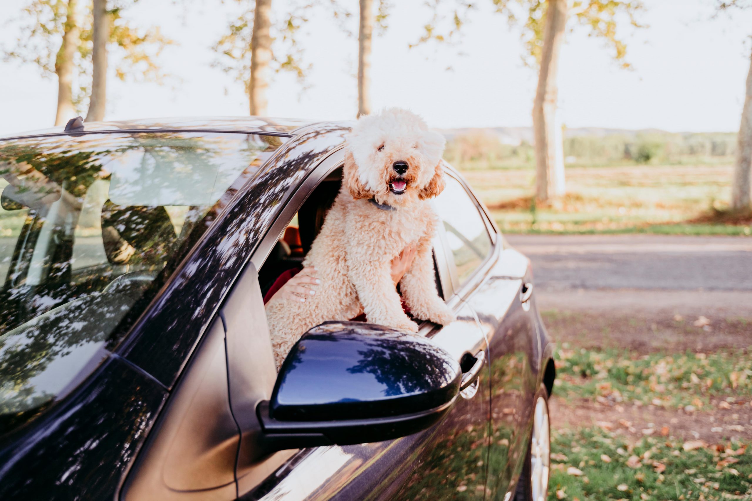 Is it Illegal to Drive With Your Pet in NSW?